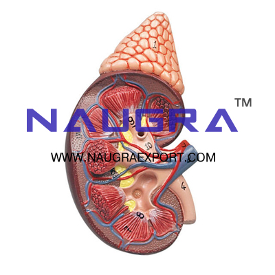 Kidney with Adrenal Gland Anatomy Model for Biology Lab