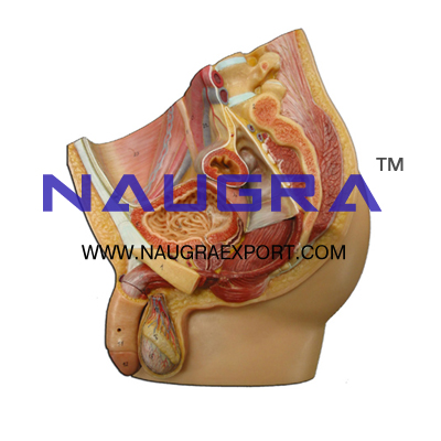 Human Male Pelvis Anatomy Model for Biology Lab